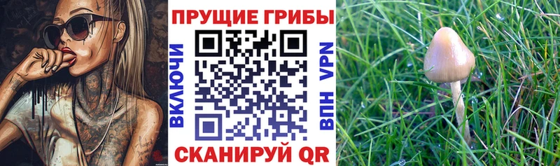 Псилоцибиновые грибы GOLDEN TEACHER omg маркетплейс Озёры